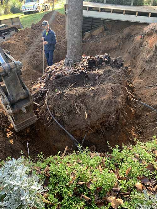 Root cutting for tree transplanting
