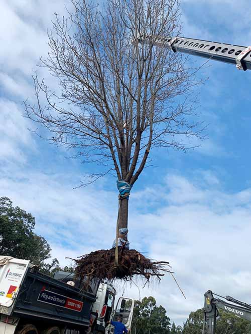Tree being lifted and relocated